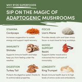 Mushroom Matcha (1 Pack - 30 Servings) - Y7KI