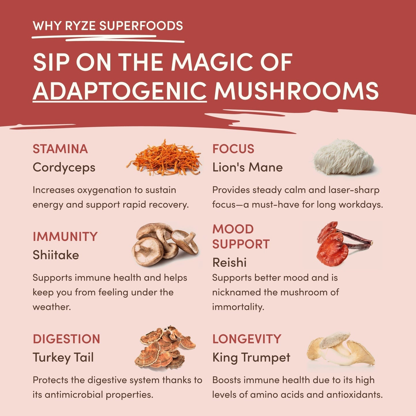 Mushroom Chai (1 Pack - 20 Servings) - M8TY